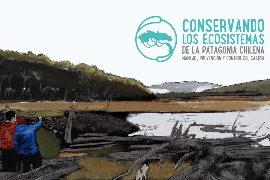 ¿Cómo enfrentamos la invasión del castor?