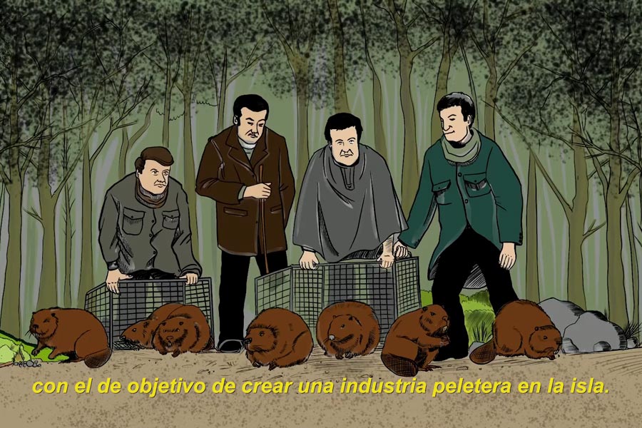¿Cómo llegó el castor?