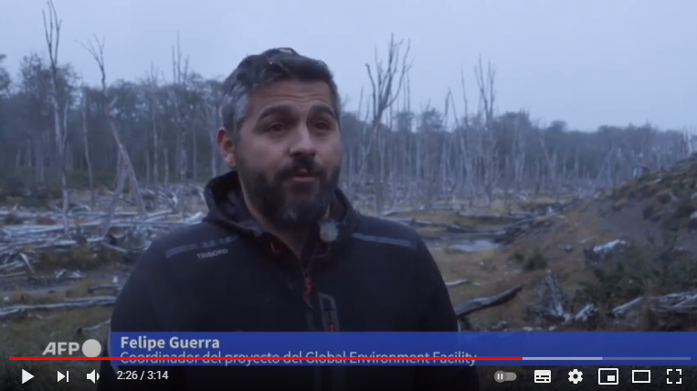 Lucha por subsistir a plaga de castores – Reportaje AFP