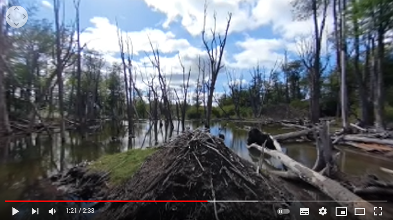 Conoce el Impacto del Castor en la Patagonia en 360°