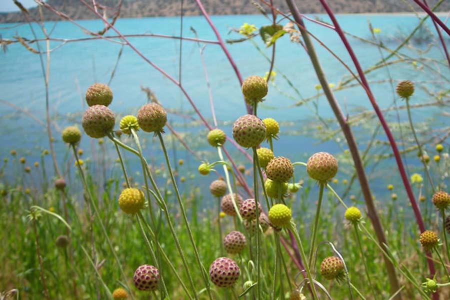 GEF “Corredores Biológicos de Montaña” trabaja con municipios de la RM y la Región de Valparaíso para la protección de la biodiversidad