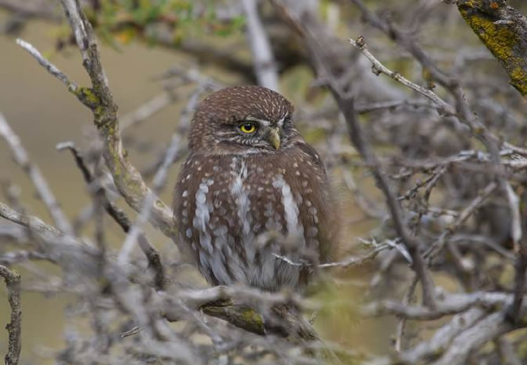 Aplicación ayuda al conocimiento y conservación de las aves gracias a la ciencia ciudadana