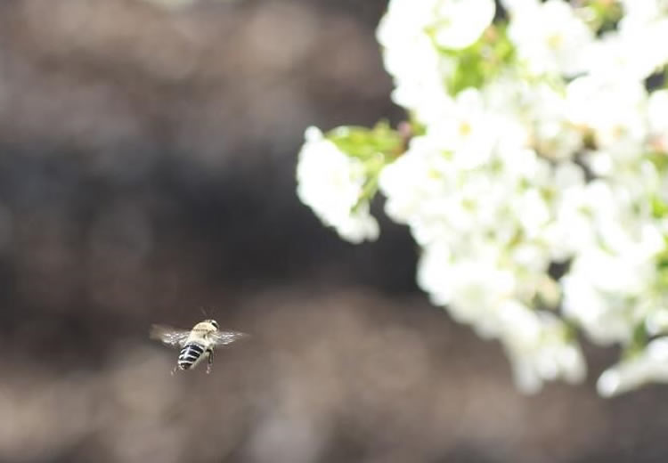 Abejas nativas serían más eficaces que abejas europeas