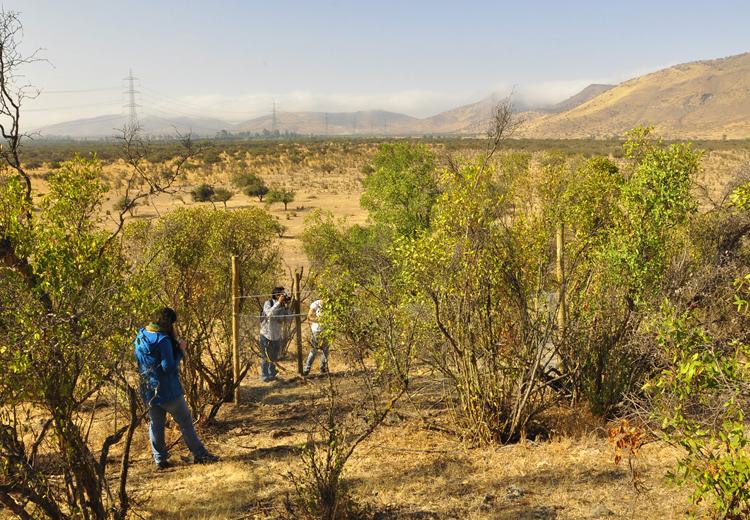 Avanzan pilotos de restauración ecológica en lugares afectados por incendios