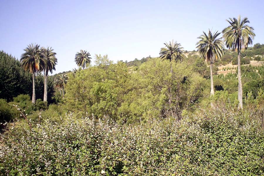 Palma chilena, gigante y frágil