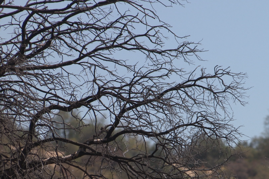 Nuestros bosques se secan