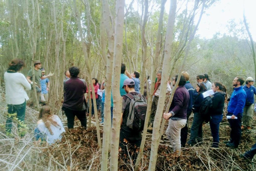 Finaliza curso de Ordenación Forestal de Bosque Nativo Mediterráneo