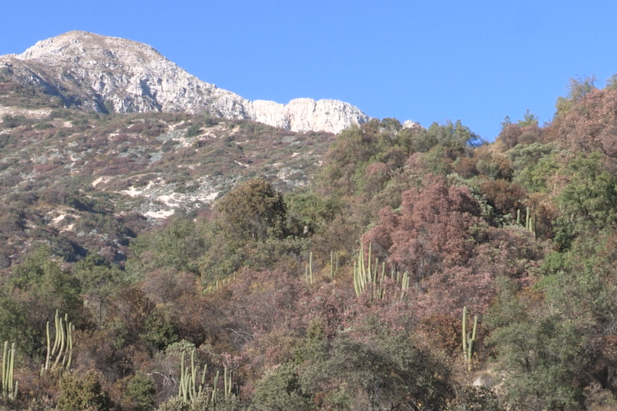 “La Ordenación Forestal Sustentable permitirá crear una cultura forestal que hoy no existe en Chile central”