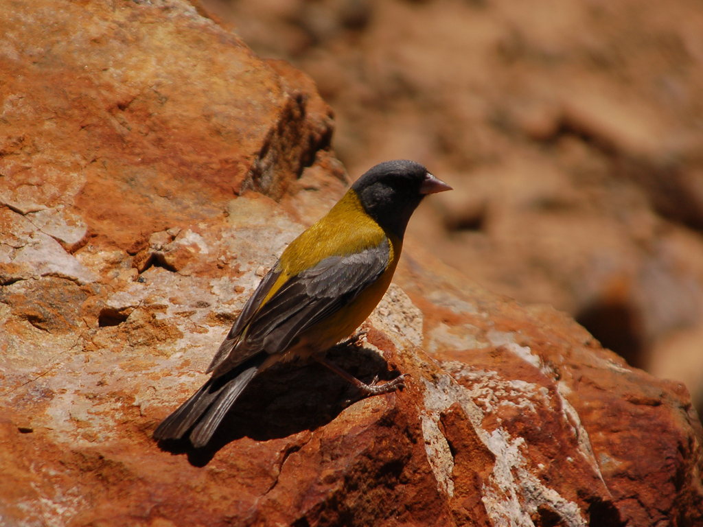 Aves