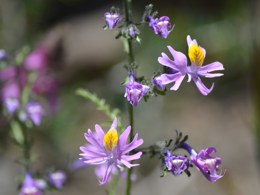 Flora