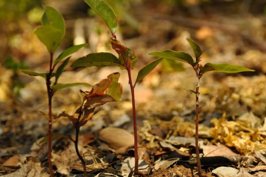 Soluciones basadas en la naturaleza: “A veces las alternativas están más cerca de lo que pensamos”