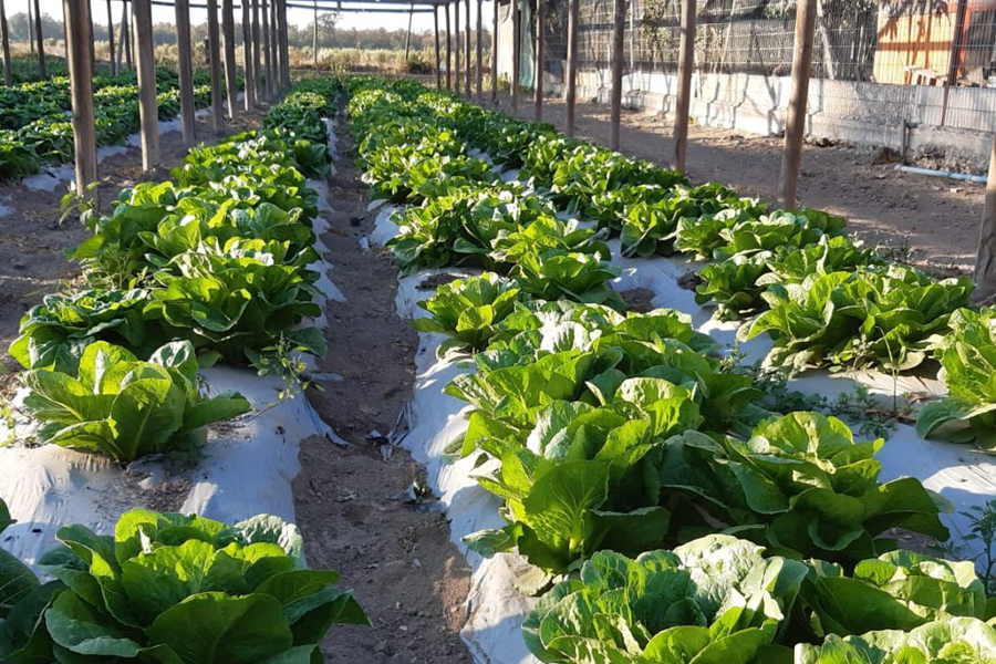 Avanza el Paisaje de Conservación Islas y Cordones del Maipo: Agrupaciones familiares de agricultores en Isla de Maipo obtienen certificación orgánica SAG
