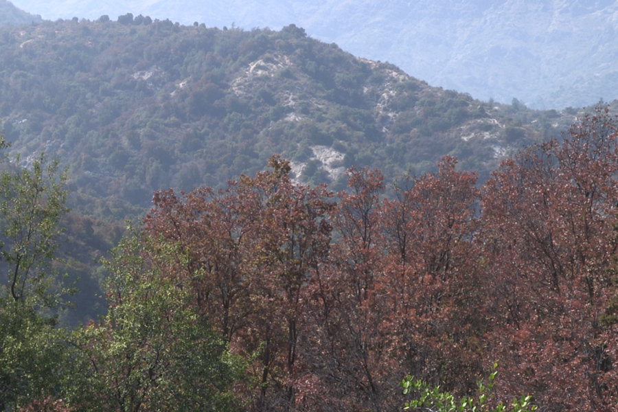La Ordenación Forestal Sustentable aporta en la mitigación de los efectos de cambio climático y la sequía en la Zona Central