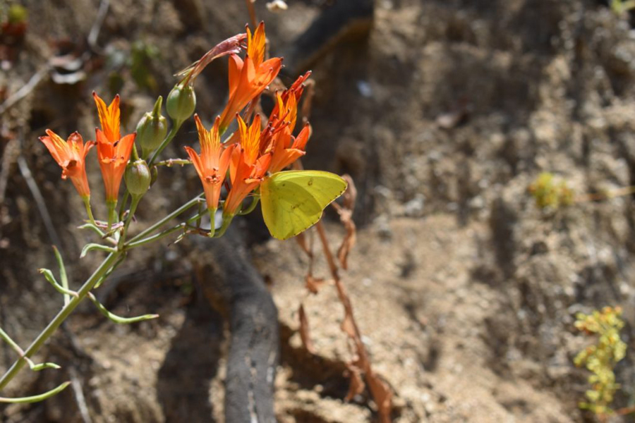El 71% de las flores que habitan las montañas de las Regiones Metropolitana y de Valparaíso son nativas