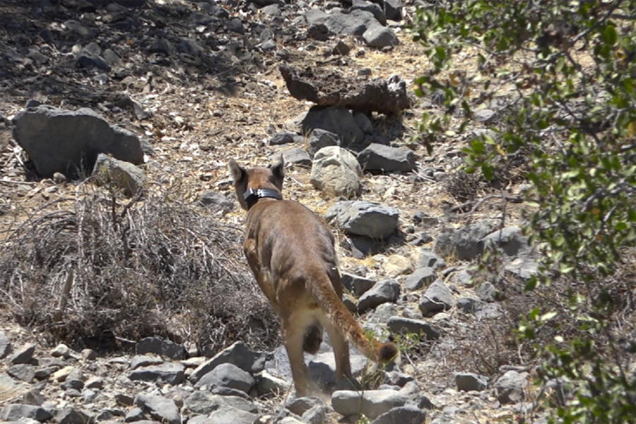 Exitoso seguimiento de puma a través de collar satelital entrega resultados de su recorrido y conductas durante monitoreo de un año