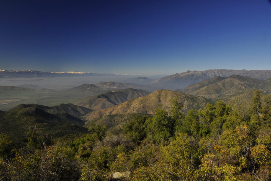 La Ordenación Forestal como instrumento de gestión pública ante la crisis climática y sanitaria que cruza el país