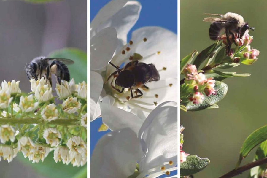 Estudio arroja que las abejas nativas son más eficaces en la polinización en comparación a la abeja europea