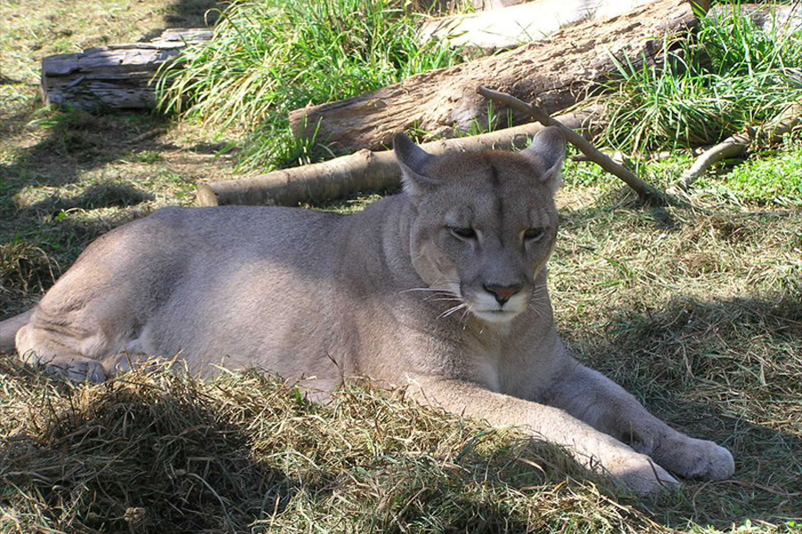 Puma: mitos y realidades del felino nativo más grande de Chile