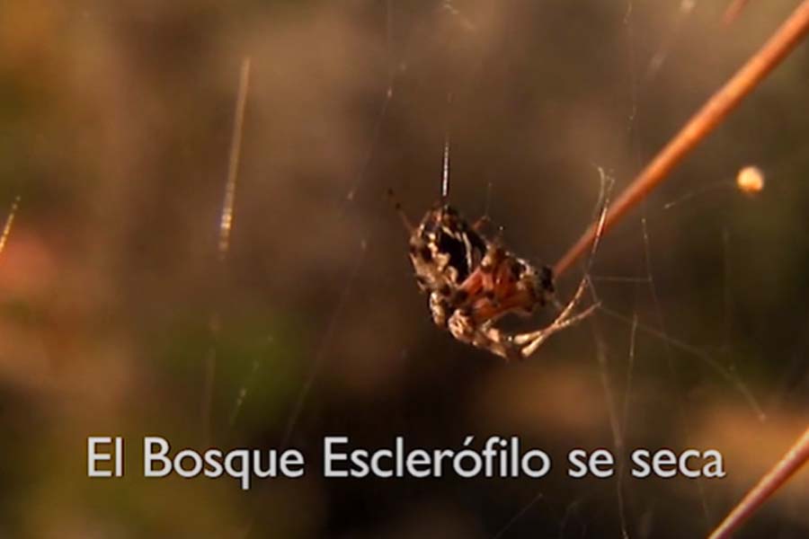 Bosque Esclerófilo se seca