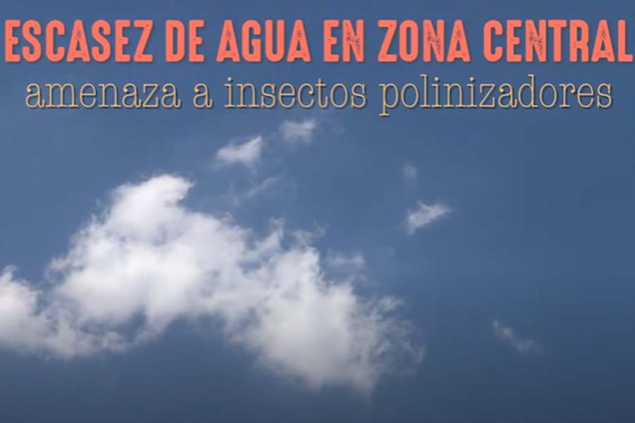 Escasez de agua en Zona Central amenaza a insectos polinizadores ¿Cómo podemos ayudarlos?