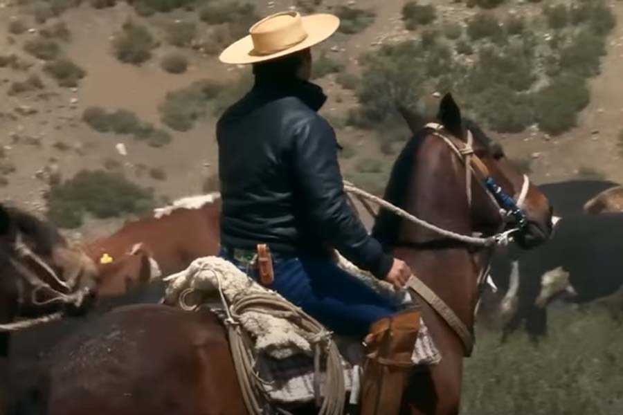 Ganadería Sustentable #1: Ataque de Carnívoros Nativos al Ganado de Montaña.