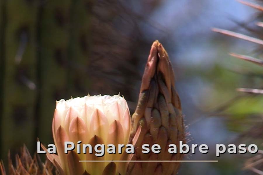La Píngara se abre paso