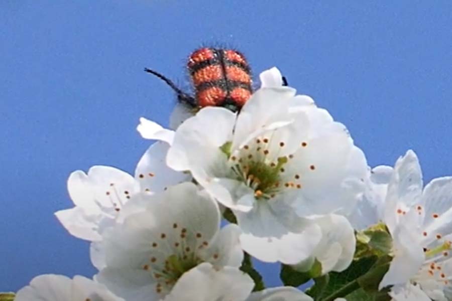 El Pololo (Astylus trifasciatus)