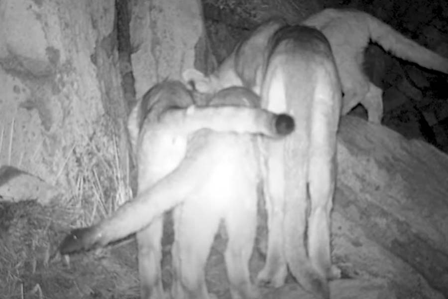 Tres pumas juveniles junto a su madre #DíaDeLaMadre