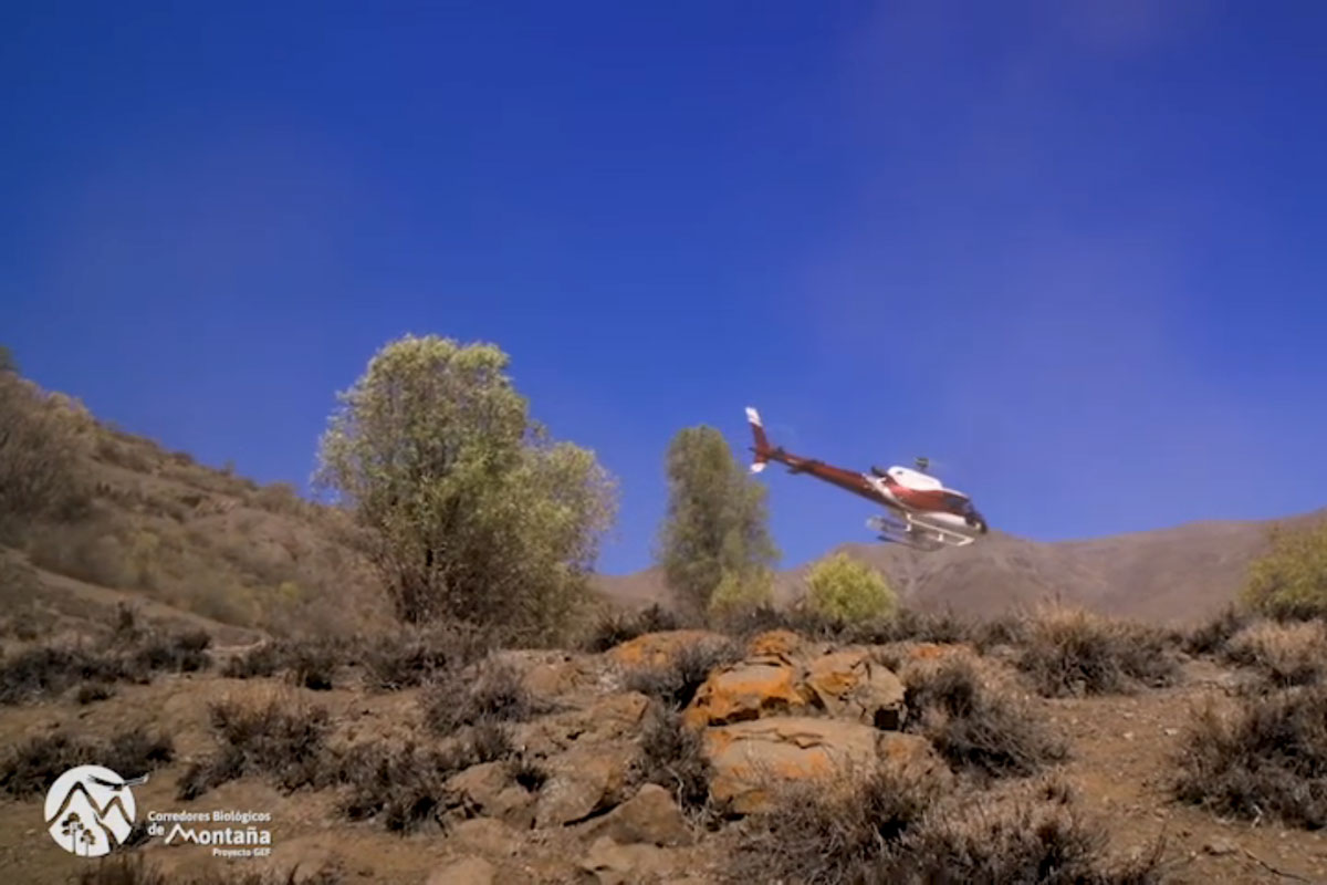 Diario captura de un puma