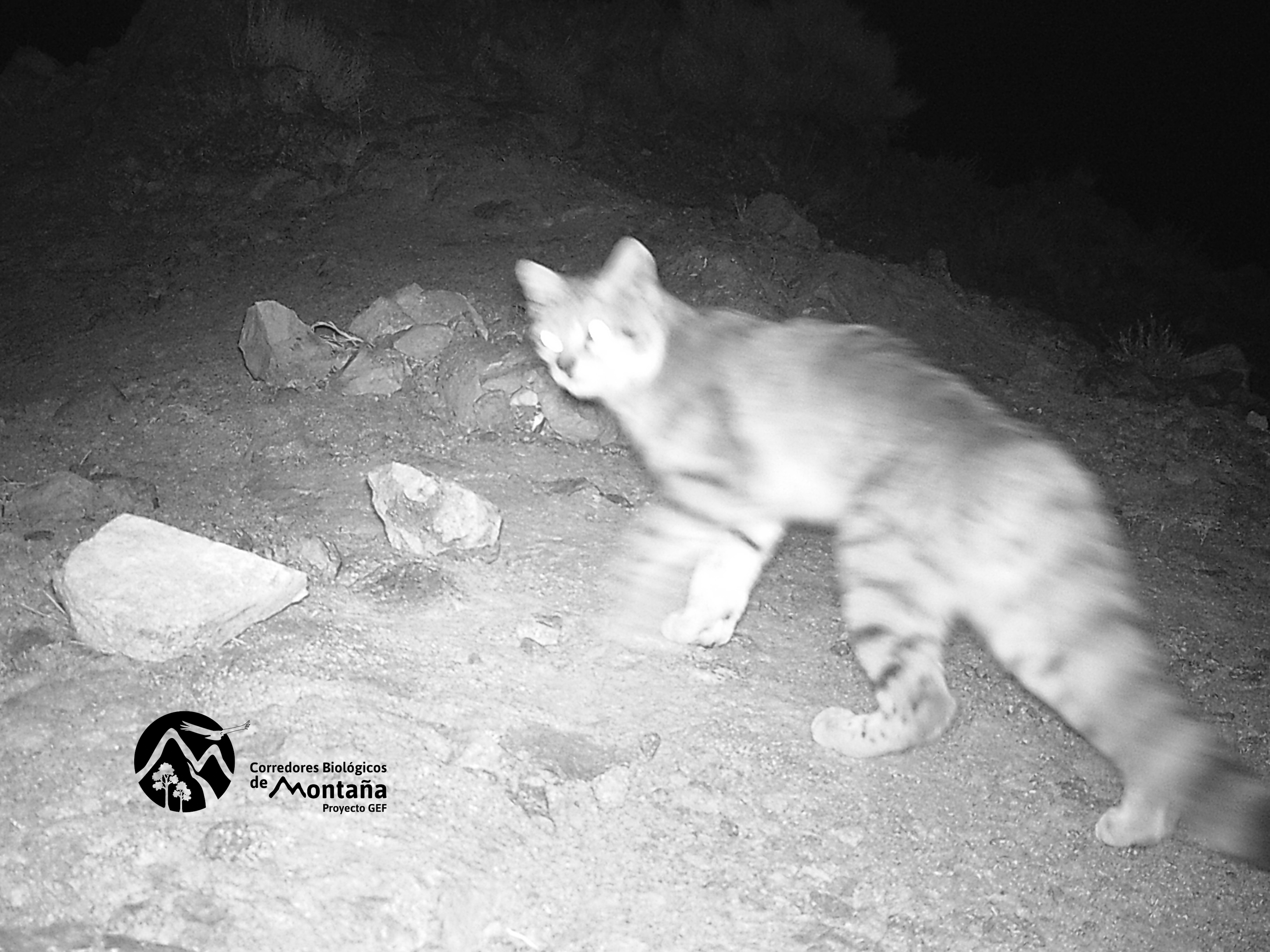 Cámaras trampa nocturno
