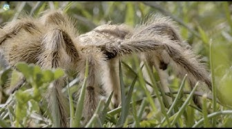 #PausaPorLaNaturaleza – Araña Pollito