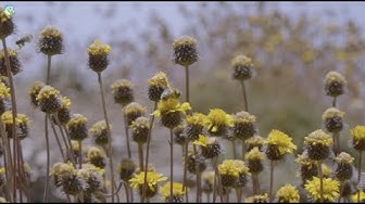 #PausaPorLaNaturaleza – Haplopappus schumannii