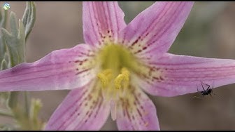 #PausaPorLaNaturaleza – Rhodolirium