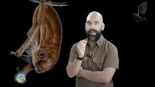 Conviviendo con murciélagos (Capítulo 01)