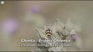 #PausaPorLaNaturaleza Chinita (Eriopis chilensis)
