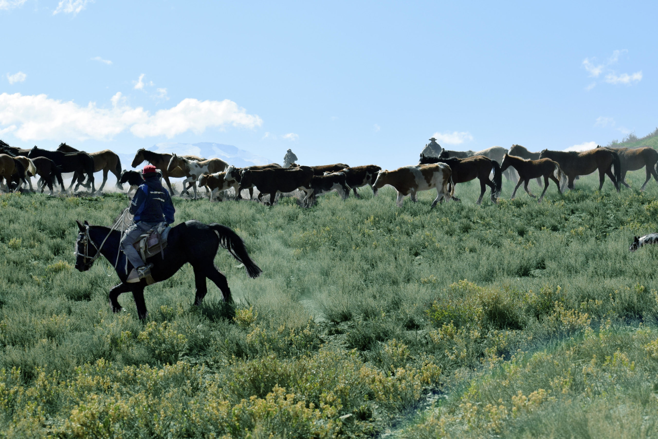 Ganaderos del Cajón del Maipo contribuyen a la conservación de la biodiversidad adoptando buenas prácticas productivas