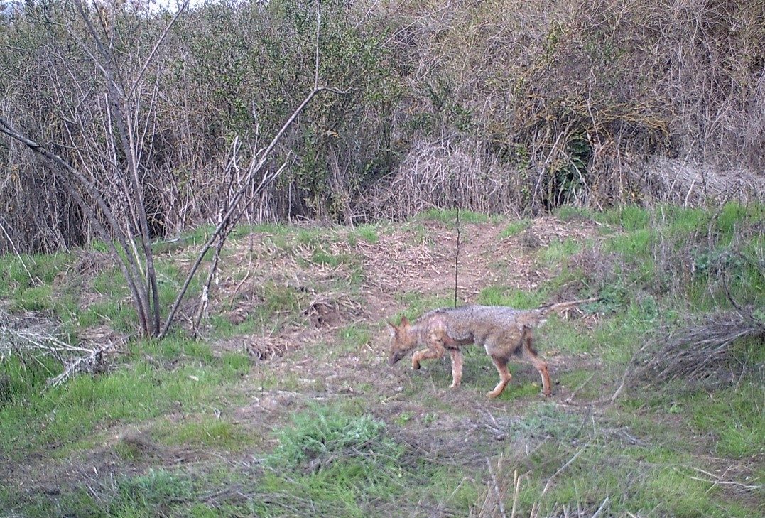 Estudio revela que carnívoros nativos se refugian en la Cordillera de la Costa y su principal amenaza son los perros